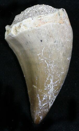 Mosasaur (Prognathodon) Tooth #22050